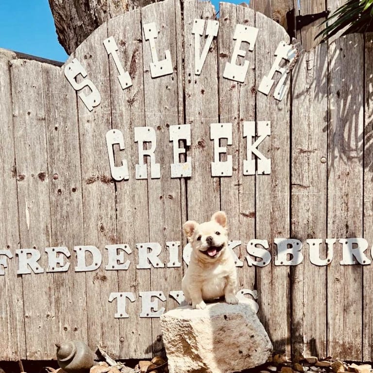 Yes — Dogs Have Their Own Menu ! 